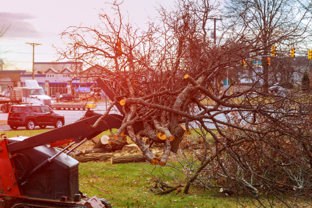 Best Seasonal Cleanup  in Toledo, IA